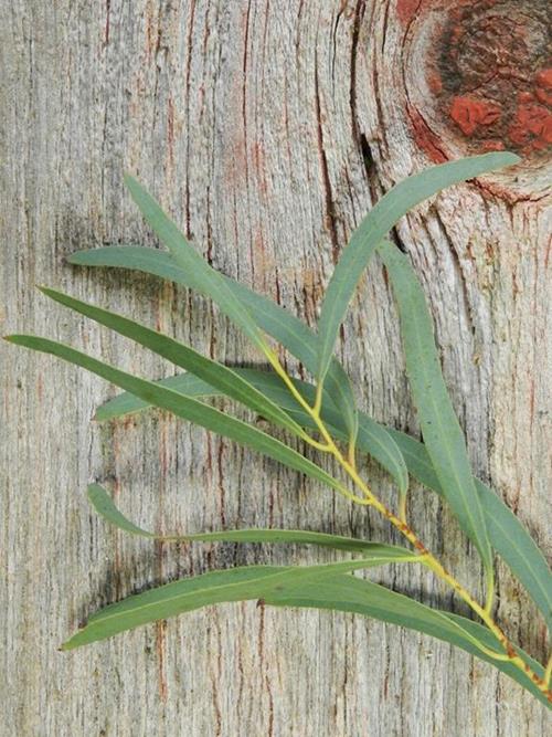 FEATHER  GREEN EUCALYPTUS